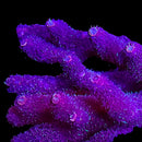 TSA Woolly Mammoth 3cm Frag