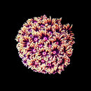 RF Amazballs Goniopora