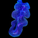 Blue Maxima Giant Clam (Tridacna maxima) - DR Medium