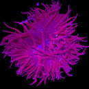 RF Red Planet Long Tentacles Anemone