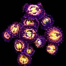 WWC Haile Berry - 5 Polyp
