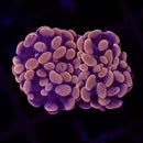 RF Rose Bud Hammer (Euphyllia paraancora) - WYSIWYG