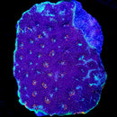RF Warp Zone Echinata - 3 Eye Frag
