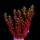 PC Rainbow Acropora