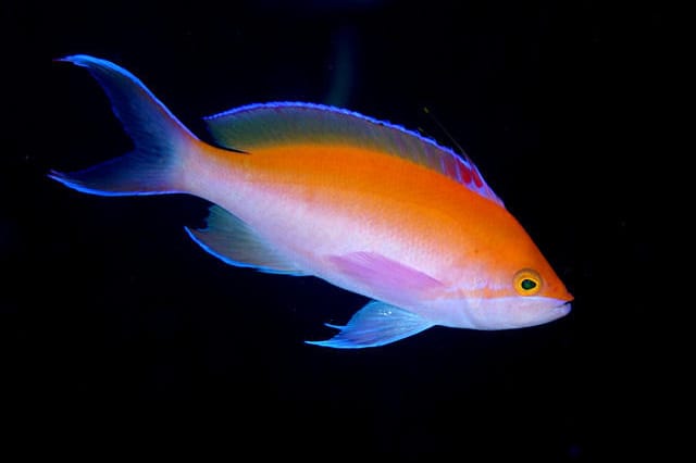 Bicolor Anthias (Mirolabrichthys bicolor)