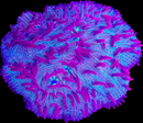 TSA Cosmic Burst Fungia - (WYSIWYG)