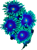 RF Blue Steel - 5 Polyps