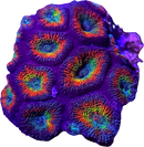 RF Rainbow Road (Micromussa amakusensis) - 3 Heads