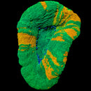 RF Bleeding Apple Scolymia (Homophyllia australis / formerly Scolymia australis)