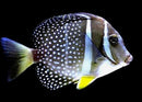 Whitespotted Surgeonfish (Acanthurus guttatus)
