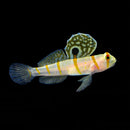 Orange Fan Goby
 
(Amblyeleotris randall)