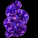 Ultra Purple Maxima Giant Clam (Tridacna maxima) -RW3 Jumbo