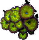 RF Nuclear Death Palythoa - 1 Polyp