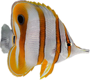 Copperband Butterflyfish (Chelmon rostratus)