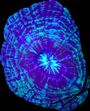 RF Indophyllia
