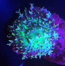 RF King Koshu Rhodactis