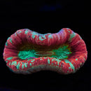 Wellsophyllia (WYSIWYG)