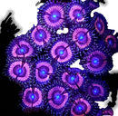 RF Bubblegum - 3 Polyps