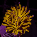 24k Gold Torch Coral