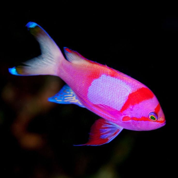 Squareback Anthias (Pseudanthias pleurotaenia)