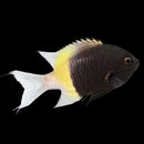 Half & Half Chromis
 
 Chromis dimidiata