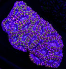 RF Death Rattle Aussie Acan Lord - 3 Head