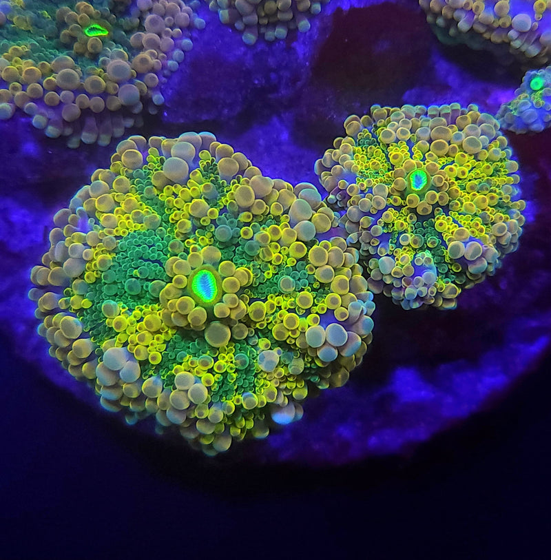 Irish Gold Yuma