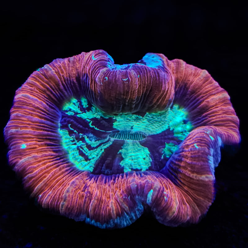Wellsophyllia