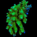 RF Nuclear Blossom Acropora  - WYSIWYG