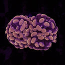 RF Rose Bud Hammer (Euphyllia paraancora) - WYSIWYG