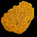 RF Sunspot Echinata WYSIWYG
