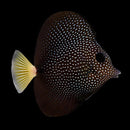 Gem Tang (Zebrasoma gemmatum)