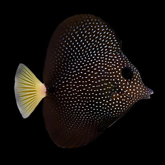Gem Tang Zebrasoma gemmatum
