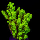 RF Plutonium Green Milli