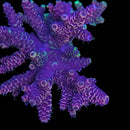 RF Royal Frost  3cm Frag