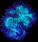 RF Cosmic Blue Elegance