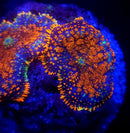 Crackle Pop Rhodactis