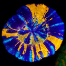 War Paint Scolymia (Homophyllia australis / formerly Scolymia australis)