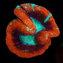 Trachyphillia geoffroyi (WYSIWYG)