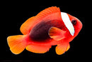 Tomato Clownfish (Amphiprion frenatus)