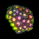 RF Goniopora - WYSIWYG T1