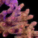 RF EI Tiger 3cm Frag