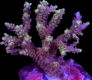 RF Purple Jade Bonsai Acropora - WYSIWYG