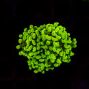 Gold Branching Hammer (Euphyllia paraancora) - WYSIWYG