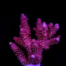 RF Pink Panther Millepora