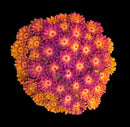 RF Goniopora - WYSIWYG J5