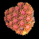 RF Goniopora - WYSIWYG V4