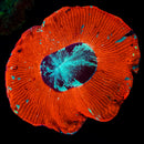 Trachyphillia geoffroyi (WYSIWYG)