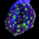 RF Lava Lamp Discosoma - WYSIWYG