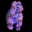 Golden Lavender Giant Clam (Tridacna sp.) - RW2 Large